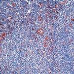alpha-1 Antitrypsin Antibody in Immunohistochemistry (Paraffin) (IHC (P))