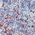 Myeloperoxidase Polyclonal Antibody