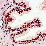 p27 Kip1 Antibody in Immunohistochemistry (Paraffin) (IHC (P))