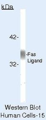 CD178 Antibody in Western Blot (WB)