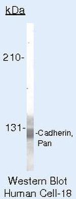 Pan-cadherin Antibody in Western Blot (WB)
