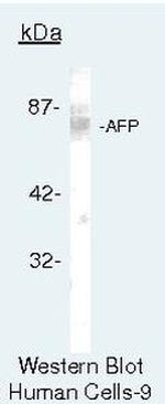 AFP Antibody in Western Blot (WB)