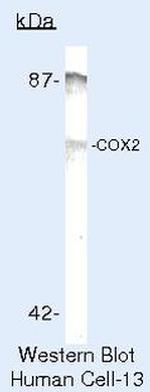 COX2 Antibody in Western Blot (WB)