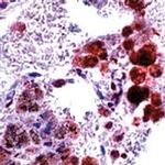 iNOS Antibody in Immunohistochemistry (IHC)