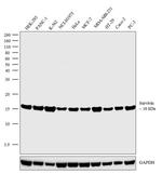 Survivin Antibody in Western Blot (WB)