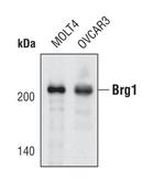 BRG1 Polyclonal Antibody