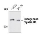 MYH10 Antibody in Western Blot (WB)