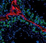 PIWIL1 Antibody in Immunohistochemistry (IHC)