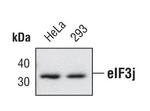 eIF3j Polyclonal Antibody