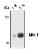 GDF15 Antibody in Western Blot (WB)