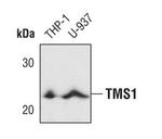PYCARD Antibody in Western Blot (WB)