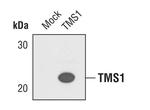 PYCARD Antibody in Western Blot (WB)