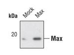MAX Antibody in Western Blot (WB)