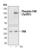 Phospho-FAK (Tyr397) Polyclonal Antibody