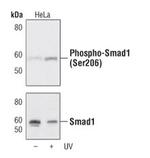 Phospho-SMAD1 (Ser206) Polyclonal Antibody