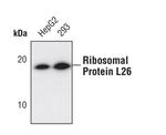 RPL26 Polyclonal Antibody
