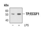Thymidine Phosphorylase Antibody in Western Blot (WB)