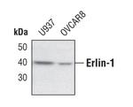 ERLIN1 Polyclonal Antibody