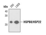HSPB8 Antibody in Western Blot (WB)