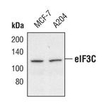 eIF3c Polyclonal Antibody