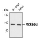 MCF2 Polyclonal Antibody