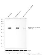 Phospho-Lamin A/C (Ser22) Antibody in Western Blot (WB)
