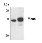 ENAH Polyclonal Antibody