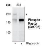 Phospho-Raptor (Ser792) Polyclonal Antibody
