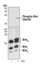 Phospho-Bim (Ser55) Antibody in Western Blot (WB)