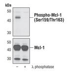 Phospho-MCL1 (Ser159, Thr163) Polyclonal Antibody