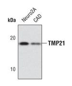 TMP21 Polyclonal Antibody