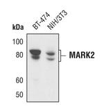 MARK2 Polyclonal Antibody