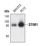 STIM1 Antibody in Western Blot (WB)