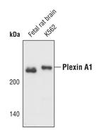 Plexin-A1 Polyclonal Antibody