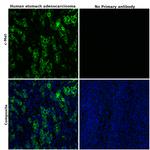 c-Met Antibody in Immunohistochemistry (Paraffin) (IHC (P))
