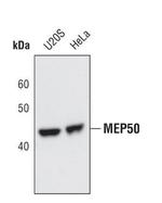 WDR77 Polyclonal Antibody