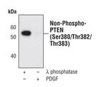 Non-Phospho PTEN (Ser380+Thr382+Thr383) Antibody in Western Blot (WB)