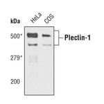 Plectin Antibody in Western Blot (WB)