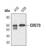 Cdc73 Polyclonal Antibody