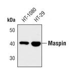 Maspin Polyclonal Antibody