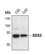 DDX3 Polyclonal Antibody