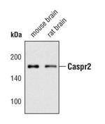Caspr2 Polyclonal Antibody