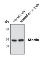 Shootin1 Polyclonal Antibody