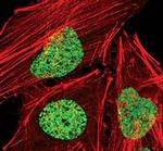H3K27me3 Antibody in Immunocytochemistry (ICC/IF)