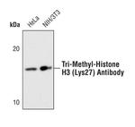 H3K27me3 Antibody in Western Blot (WB)
