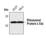 RPL13A Antibody in Western Blot (WB)