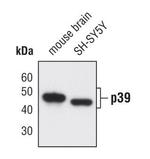 p39 Polyclonal Antibody