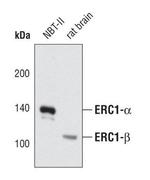 ERC1 Polyclonal Antibody