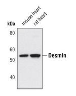 Desmin Polyclonal Antibody