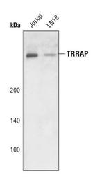 TRRAP Polyclonal Antibody